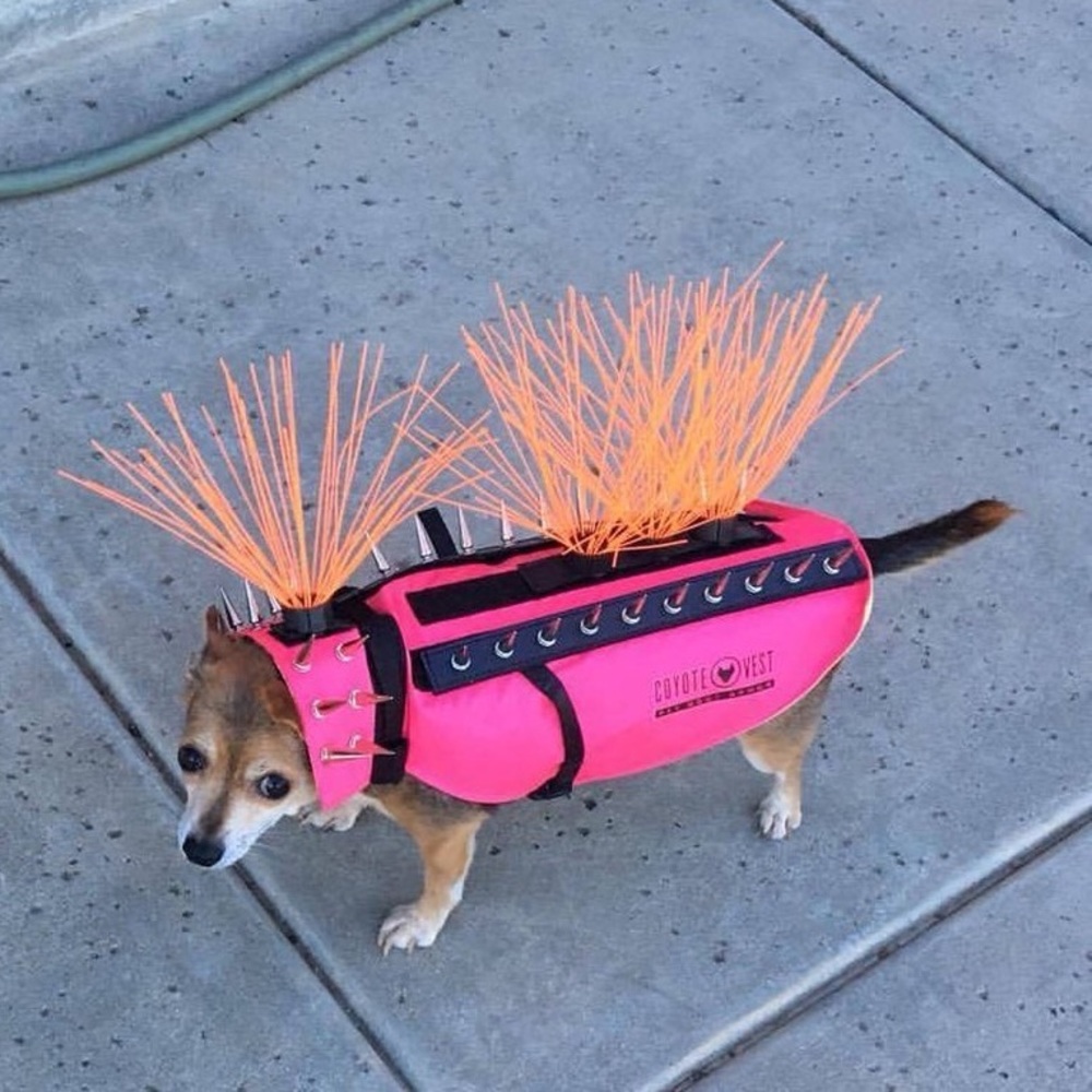 Dog Coyote Vest